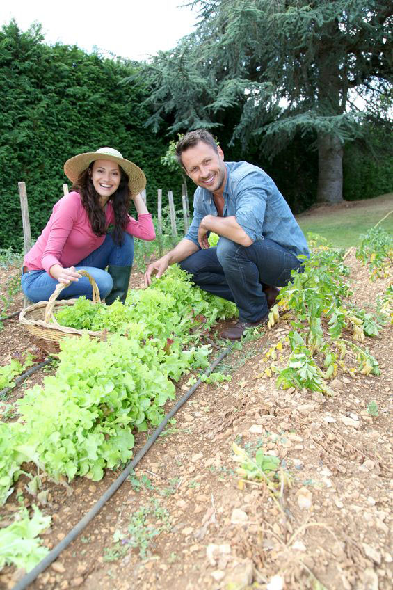 Un couple travaillant le potager